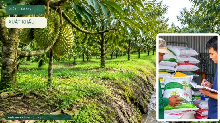 Ảnh minh họa cho bài Kiểm dịch thực vật khi xuất khẩu nông sản: hiểu để chuẩn bị đúng