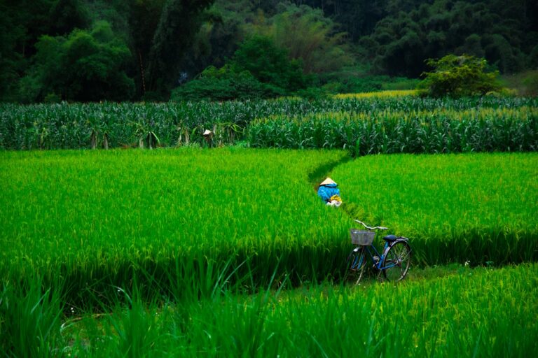 Nông dân kiểm tra ruộng lúa tại Cao Bằng, ảnh minh họa thị trường lúa gạo Việt Nam