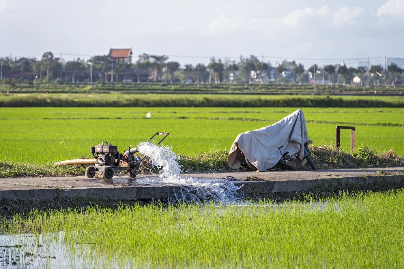 Bơm nước vào ruộng lúa để chủ động nguồn nước tưới