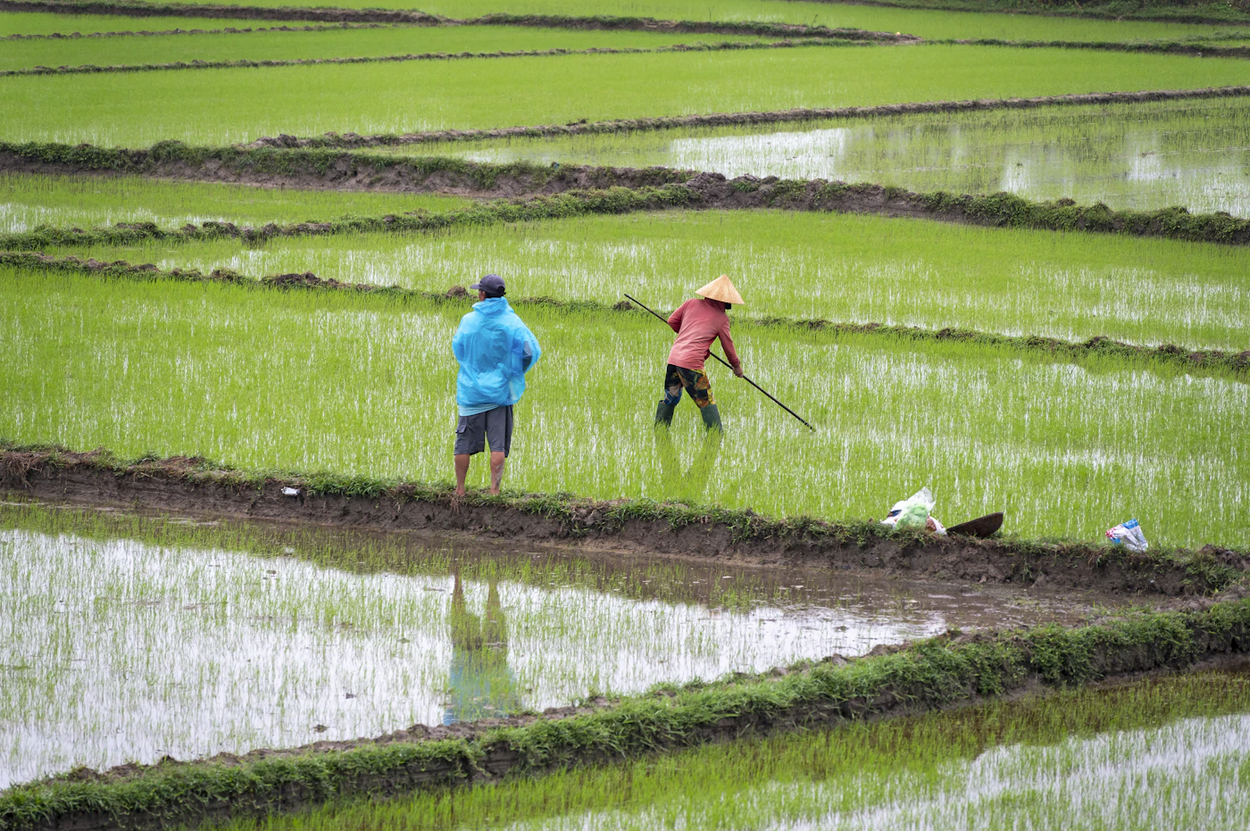 Nông dân làm việc trên ruộng lúa, chuẩn bị sản xuất theo lịch tập trung