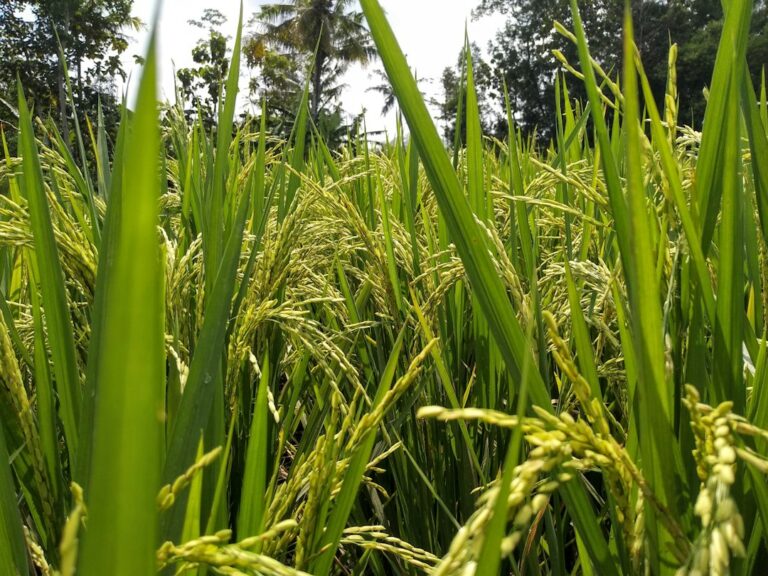 Ruộng lúa xanh, ảnh minh họa, không phải ảnh dự án GoRice