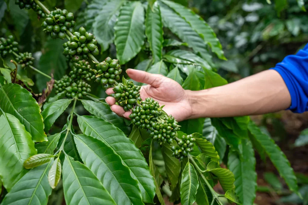 Quan sát quả cà phê xanh trên cành