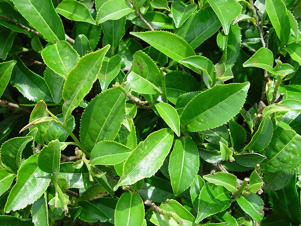 Lá chè Camellia sinensis