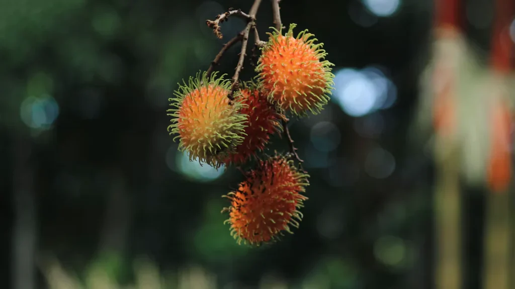 Mùa thu hoạch chôm chôm