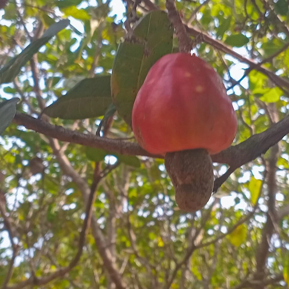 Quả điều trên cây điều trong vườn