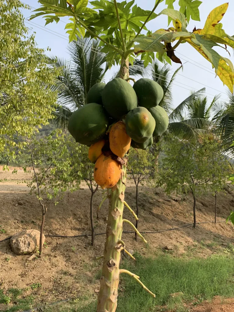 Đu đủ xanh và vàng trên cây