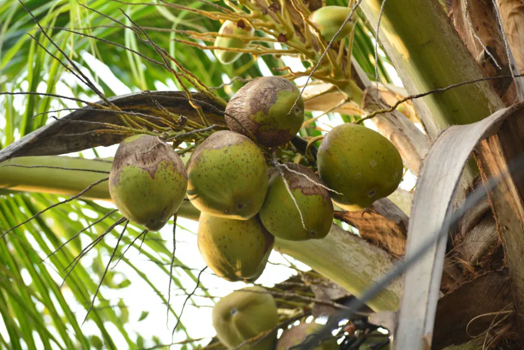 Buồng dừa trên cây