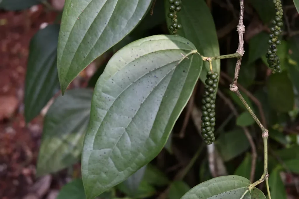 Trái hồ tiêu qua ảnh chụp macro