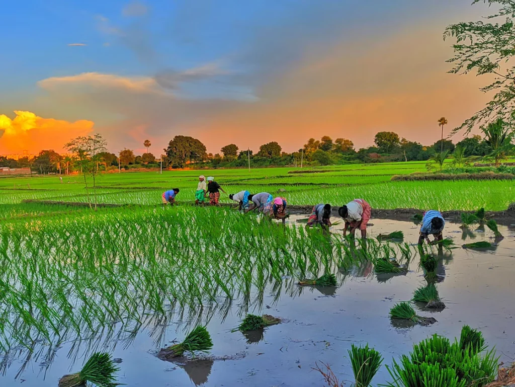 Người trồng lúa trên ruộng