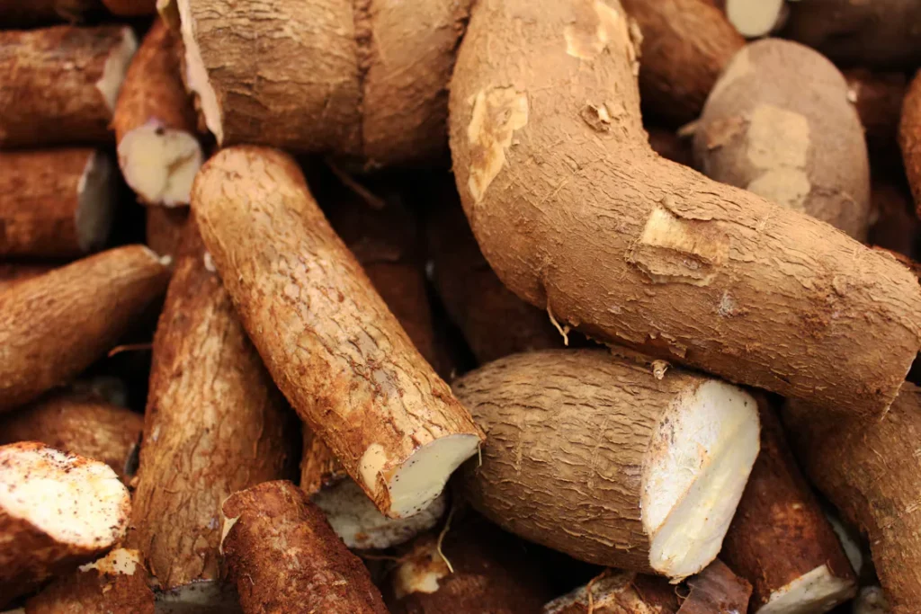 Củ sắn tươi sau thu hoạch
