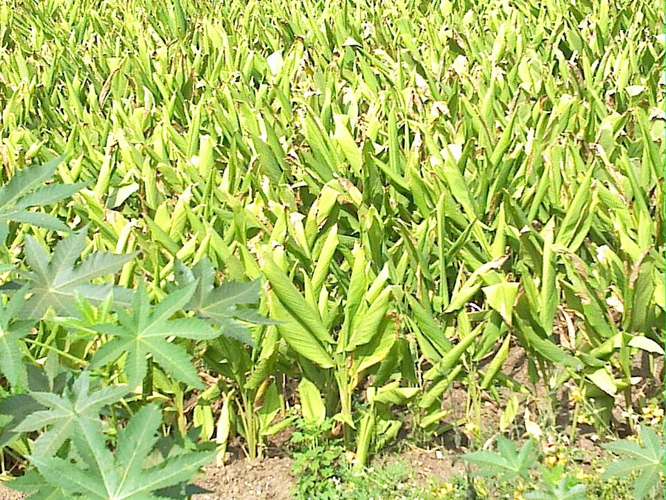 Nghệ