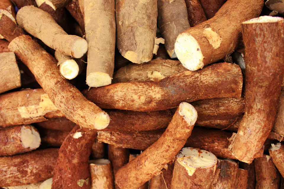 Sắn