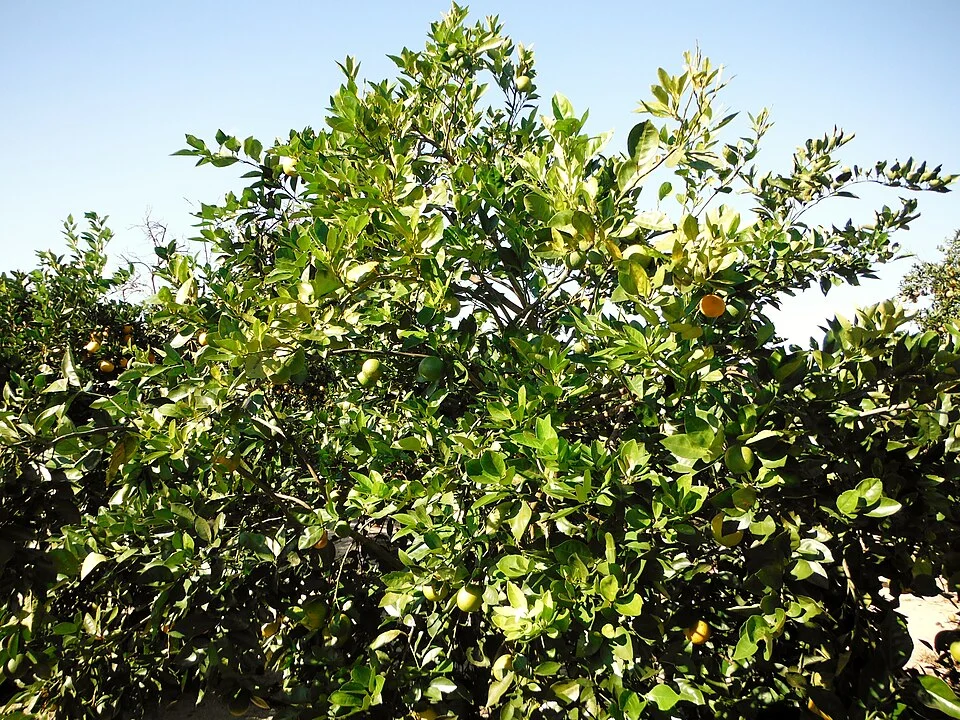 Ảnh đối chiếu trên cây liên quan: Vàng lá Greening (HLB)