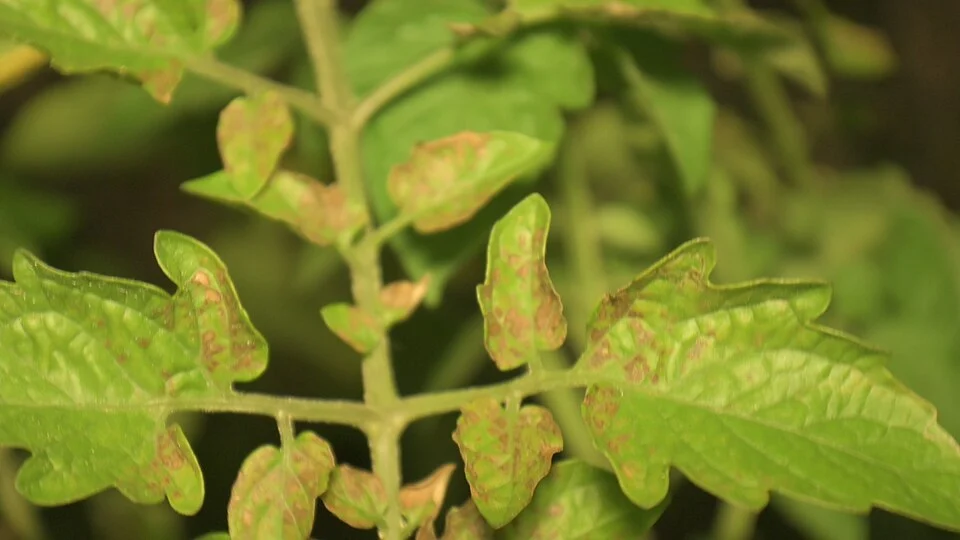 Ảnh bệnh đã đối chiếu: Đốm lá Septoria cà chua