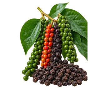 Minh họa Hồ tiêu